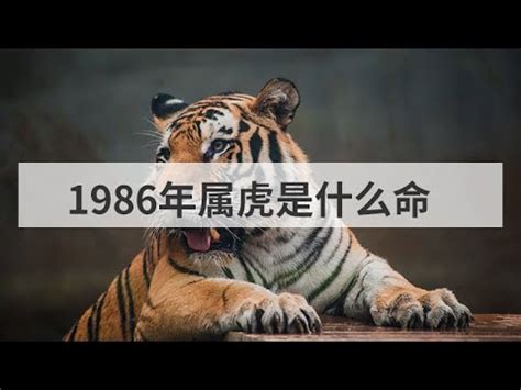 1986年是什麼虎|【1986年是什麼命】1986年生是什麼命？屬虎者命運大揭秘！